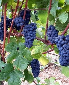 Pinot Noir – IGP Haute Vallée