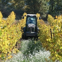 VIE AU DOMAINE DELMAS – Couleurs d’automne