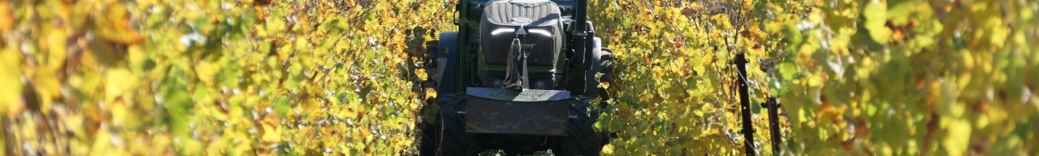 DOMAINE DELMAS LIFE – Fall colours