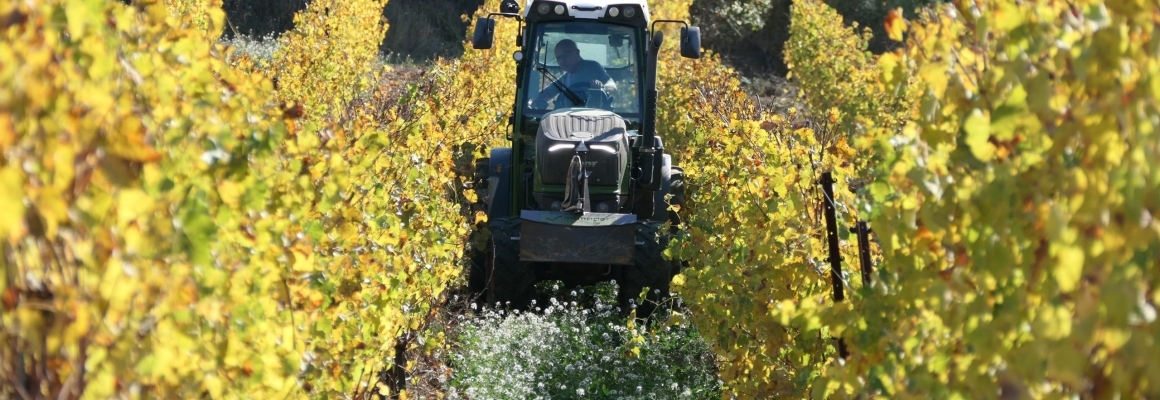 DOMAINE DELMAS LIFE – Fall colours